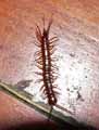 Mille-pattes-20141124131526.jpg