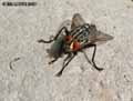 Mouche-20141124173310.jpg