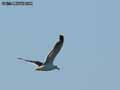 Mouette-20120823133933.jpg