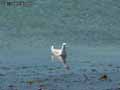 Mouette-20120823133957.jpg