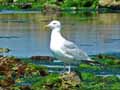 Mouette-20120823151710.jpg