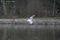 Mouette-rieuse-20120823134006.jpg