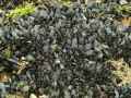Moules-20131021002642.jpg