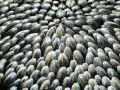 Moules-eclade-20131021003244.jpg