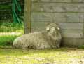 Mouton-20120823001023.jpg