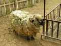 Mouton-merinos-20120823001101.jpg