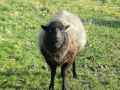 Mouton-noir-20131020215043.jpg