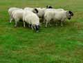 Moutons-20120822234331.jpg