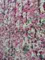 Mur-de-roses-coupees-20130709142246.jpg