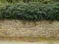 Mur-en-pierre--lierre-arborescent-20130114173325.jpg