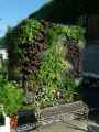 Mur-vegetal-20131020224134.jpg