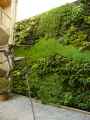 Mur-vegetal-20131021000720.jpg