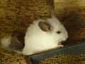 Octodon-blanc-20120823005933.jpg
