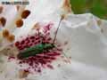 Oederma-nobilis-20141124142600.jpg