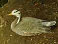 Oie-a-tete-barree-20120823140110.jpg