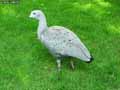 Oie-cereops-Australienne-20120823133439.jpg