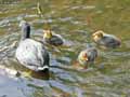 Oisillons-Foulque-noire-20120823135017.jpg