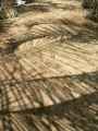 Ombres-de-palmes-20131020235549.jpg