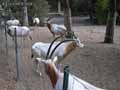 Oryx-algazelle-20120823000958.jpg