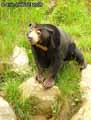 Ours-malais-a-collier-20120822235244.jpg