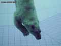 Ours-polaire-20120823000222.jpg