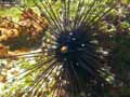 Oursin-20120822212747.jpg