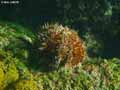 Oursin-20120822212824.jpg
