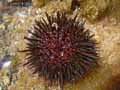 molusques-invertebres