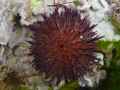 Oursin-20131021003023.jpg