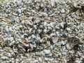 Paillage-coquillages-20120822211141.jpg