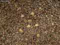 Paillage-cosses-de-noix-et-noisettes-20120822212205.jpg