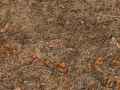 Paillage-d-aiguilles-et-d-ecailles-de-pommes-de-cedre-20120822210812.jpg