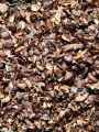 Paillage-de-cosse-de-cacao-20120822210756.jpg