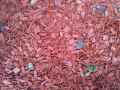 Paillage-eclats-de-bois-rouges-20130427141046.jpg