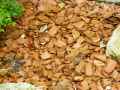 Paillage-en-tessons-de-terre-cuite-20130709135115.jpg