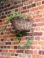 Panier-en-osier-plante-de-lierre-20120822183016.jpg