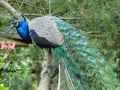 Paon-male-20130709200435.jpg