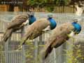 Paons-femelles-20130709200430.jpg