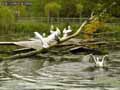 Pelicans-20120823132503.jpg