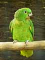 Perroquet-amazone-20120823144555.jpg