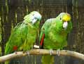 oiseaux