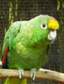 Perroquet-amazone-20120823144608.jpg