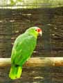 Perroquet-amazone-20120823145726.jpg