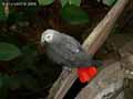 Perroquet-gris-du-Gabon-20120823132029.jpg