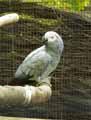 Perroquet-gris-du-Gabon-20120823140729.jpg