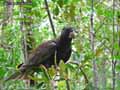 Perroquet-noir-de-Madagascar-20120823151652.jpg