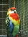 Perruche-omnicolor-20120823142057.jpg