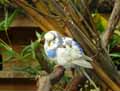 Perruche-ondulee-20120823144631.jpg