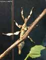 Phasme-a-tiare-20141124134957.jpg