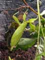Phasme-feuille-20141124132749.jpg